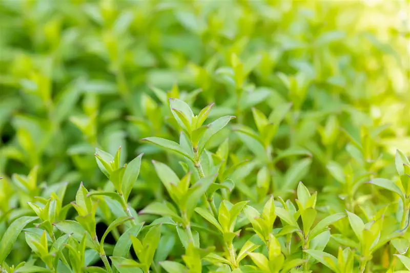 Silene schafta BIOPOT P8 - afbeelding 2