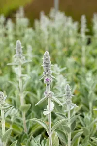 stachys byz. 'silky fleece' P9