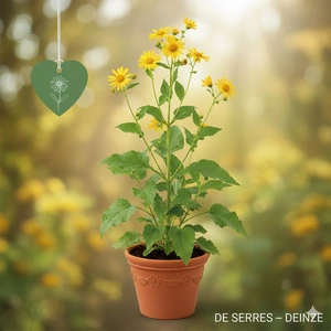 Silphium perfoliatum 'JS Maya' P9