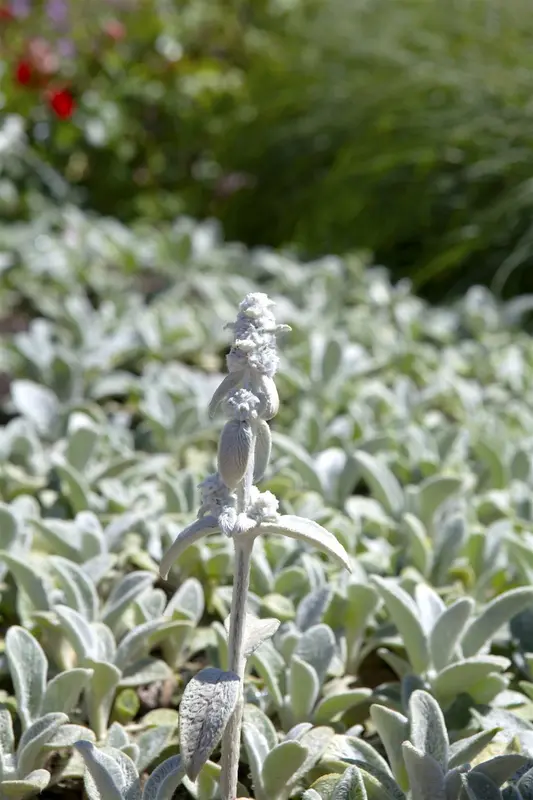 stachys byz. 'silver carpet' P9 - afbeelding 1