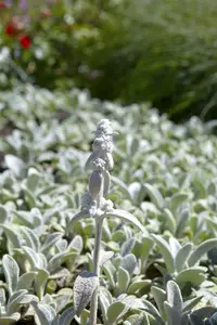 stachys byz. 'silver carpet' P9 - afbeelding 5