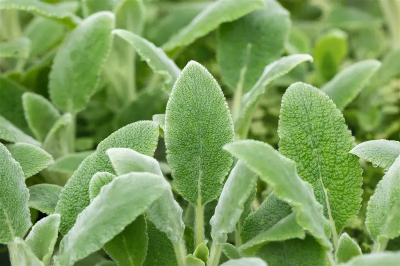 stachys byz. 'silver carpet' P9 - afbeelding 3