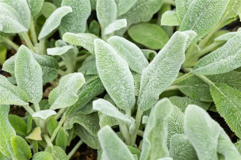 stachys byz. 'silver carpet' P9 - afbeelding 4