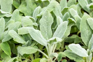 stachys byz. 'silver carpet' P9 - afbeelding 5