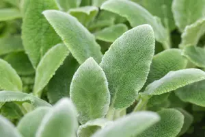 stachys byz. 'silver carpet' P9 - afbeelding 2