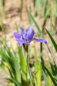 iris sib. 'silver edge' P9 - afbeelding 2
