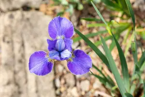 iris sib. 'silver edge' P9 - afbeelding 2
