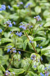 brunnera macr. 'silver heart'® P9 - afbeelding 3