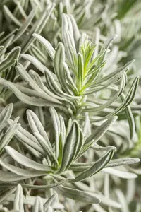 Silver Mist - afbeelding 2