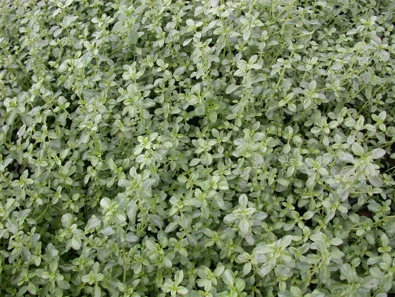 thymus citr. 'silver queen' ('argenteus') P9 - afbeelding 3