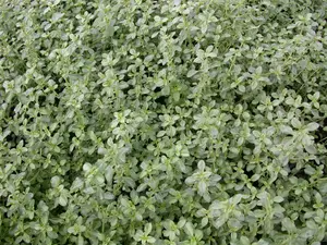 thymus citr. 'silver queen' ('argenteus') P9 - afbeelding 3