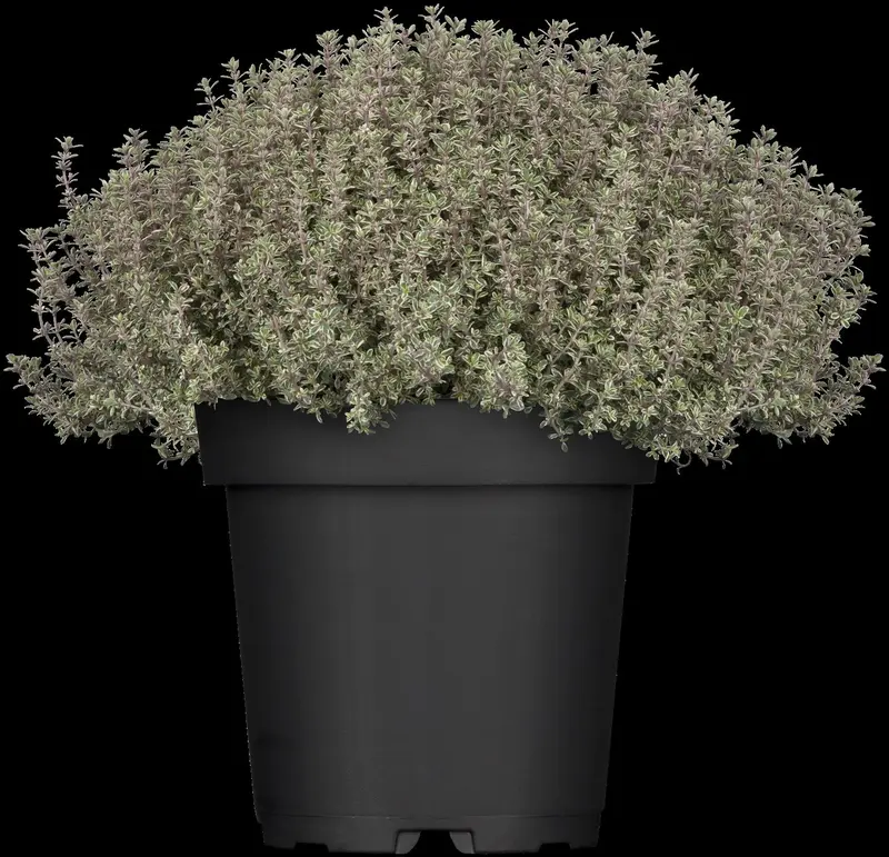 thymus citr. 'silver queen' ('argenteus') P9 - afbeelding 1