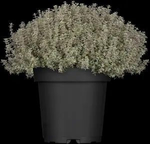 thymus citr. 'silver queen' ('argenteus') P9 - afbeelding 1