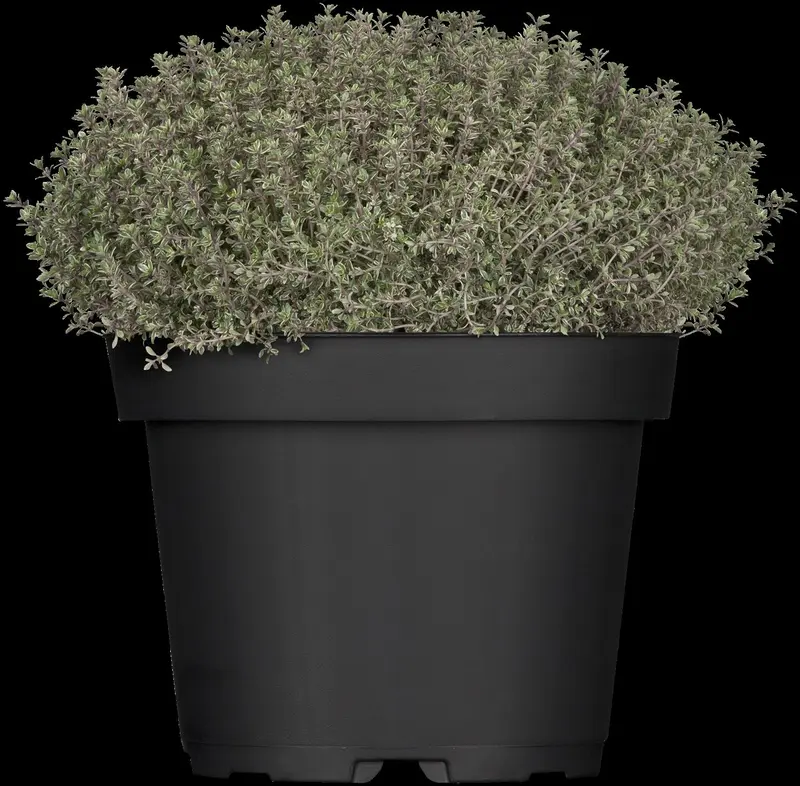thymus citr. 'silver queen' ('argenteus') P9 - afbeelding 2