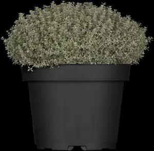 thymus citr. 'silver queen' ('argenteus') P9 - afbeelding 2