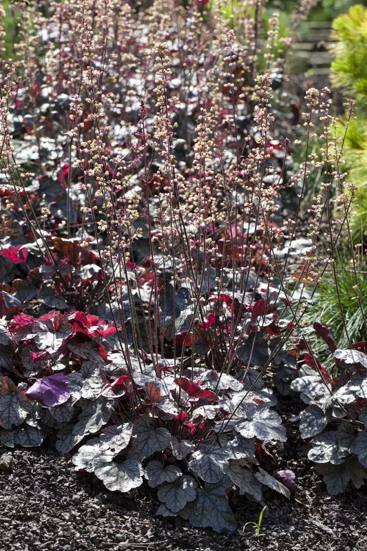 heuchera hybr. 'silver scrolls'® P9