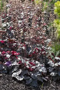 heuchera hybr. 'silver scrolls'® P9