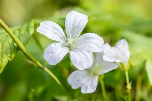 geranium nod. 'silverwood' P9 - afbeelding 2
