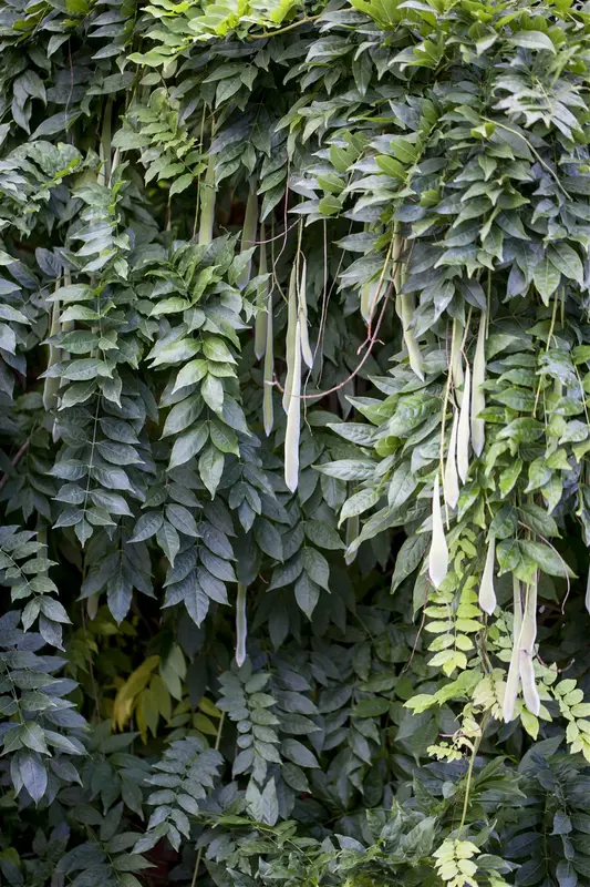 sinensis - afbeelding 1