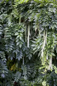 sinensis - afbeelding 10