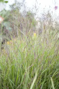 miscanthus sinensis P9 - afbeelding 4