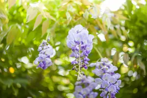 sinensis - afbeelding 4