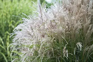 miscanthus sinensis P9 - afbeelding 3