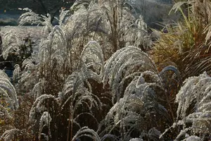 miscanthus sin. 'sioux' P9 - afbeelding 3