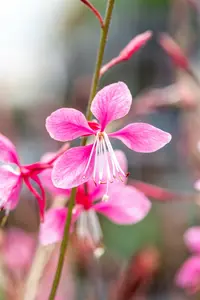 gaura lindh. 'siskiyou pink' (oenothera lindh.) P9 - afbeelding 4