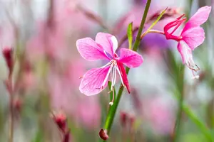 gaura lindh. 'siskiyou pink' (oenothera lindh.) P9 - afbeelding 2