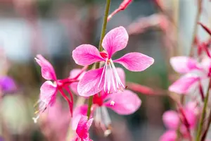 gaura lindh. 'siskiyou pink' (oenothera lindh.) P9 - afbeelding 3