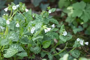 pulmonaria off. 'sissinghurst white' P9 - afbeelding 4