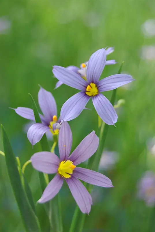 Sisyrinchium angustifolium 'Album' P9 - afbeelding 1
