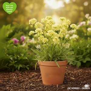 Sisyrinchium striatum P9