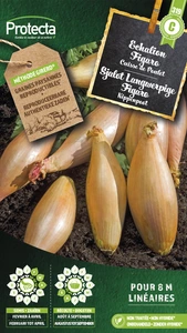 sjalot  langwerpige figaro