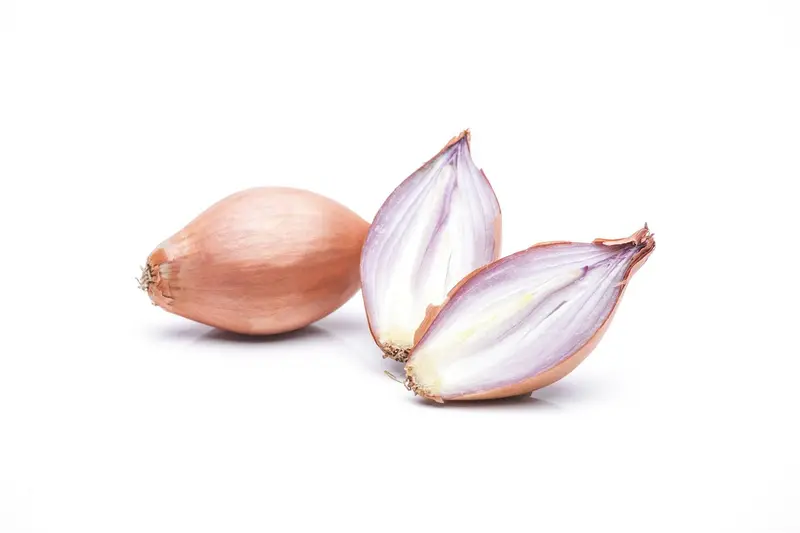 sjalot  langwerpige figaro - afbeelding 4