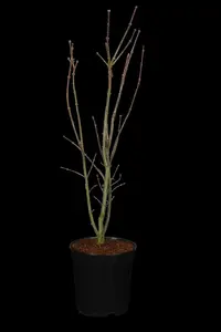 acer palm. 'skeeter's broom' (150-175 cm) - afbeelding 5