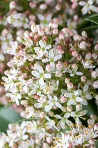 Fragrant Cloud - afbeelding 2