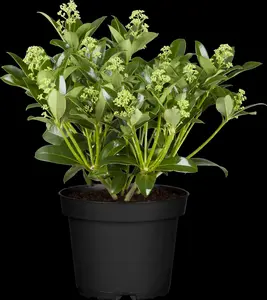 Fragrant Cloud - afbeelding 3