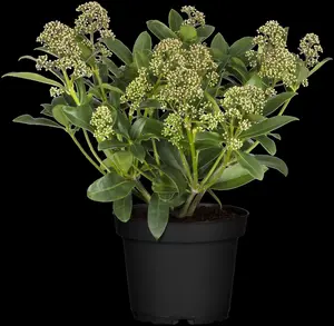 Fragrant Cloud - afbeelding 4