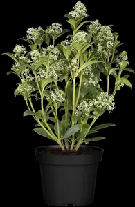 Fragrant Cloud - afbeelding 4