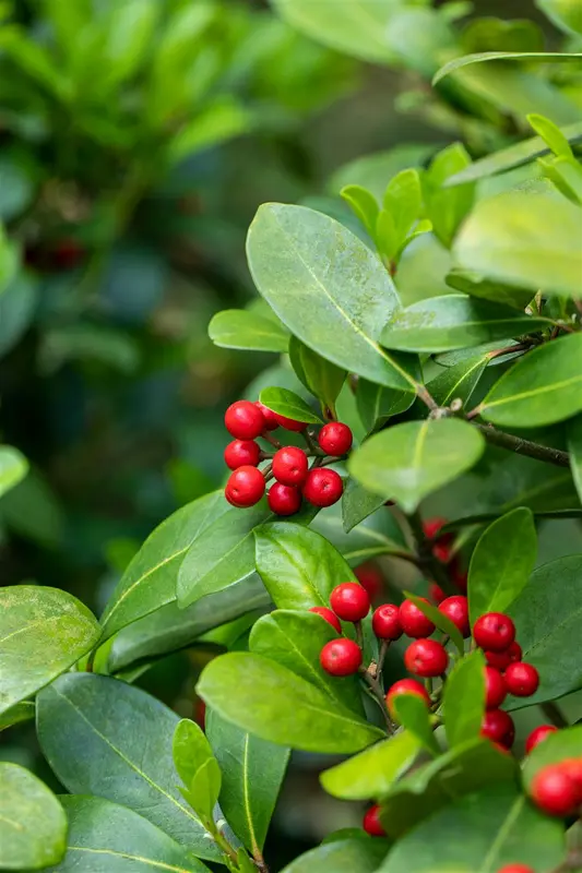 Skimmia jap. 'Reevesiana' 20- 25   C1,5 - afbeelding 5