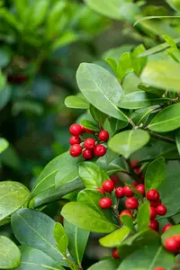 Skimmia jap. 'Reevesiana' 20- 25   C1,5 - afbeelding 5