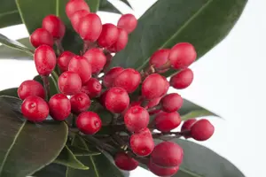 Skimmia jap. 'Reevesiana' 20- 25   C1,5 - afbeelding 3