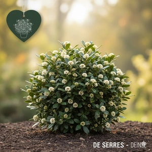 Skimmia japonica 'White Globe' C (25- 30)