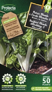 snijbiet blonde witribbige 2 