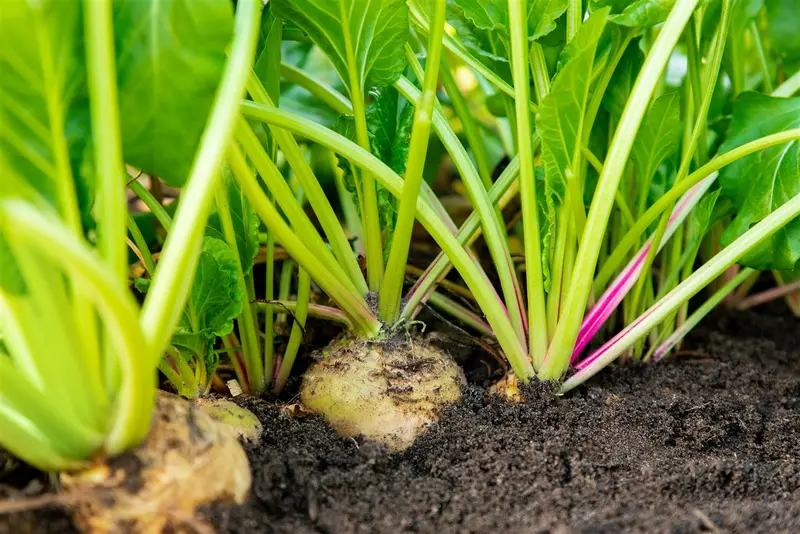 snijbiet blonde witribbige 2  - afbeelding 5