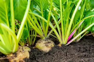 snijbiet blonde witribbige 2  - afbeelding 5