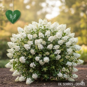 Ceanothus thyrsiflorus 'Snow Flurry' C10 (80-100)