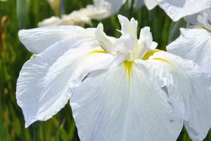 iris sib. 'snow queen' P9 - afbeelding 2